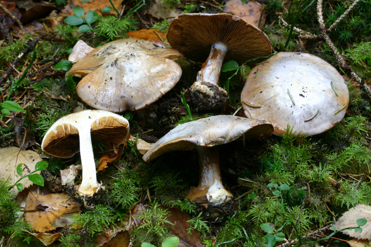 Cortinarius da determinare